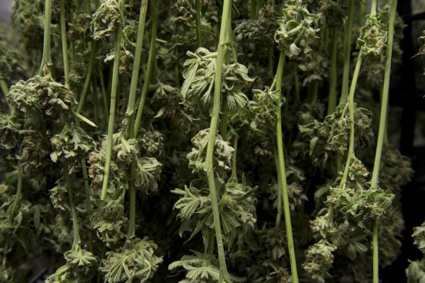 As Alaskaâ€™s cannabis industry grows, some cultivators close up shop
