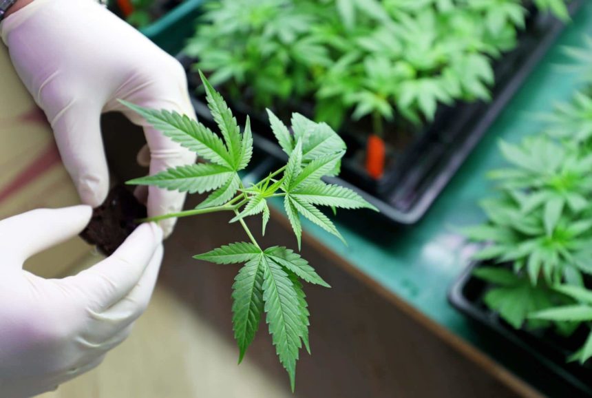 Medical marijuana producer hopes to expand into recreational market