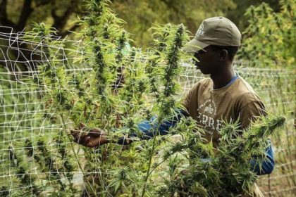 Lesotho Africa Cannabis